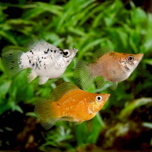 Poeciliidae sphenops Balloon mix - Ballon molly mischung M